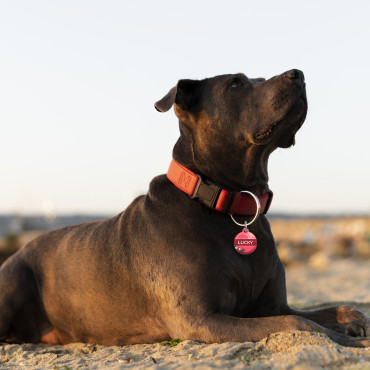 Etiqueta de identificação redonda com flor rosa para cães e gatos