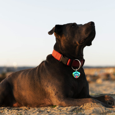 Etiqueta de coração de doces para cães e gatos