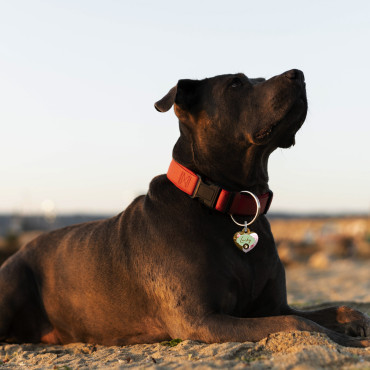 Etiqueta de coração de flor verde-rosa para cão e gato