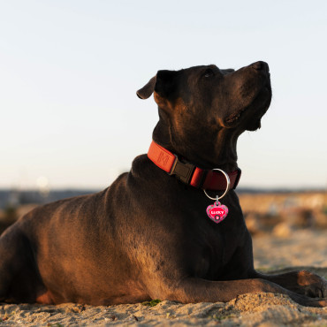 Vandmelon Heart ID Tag til hunde og katte