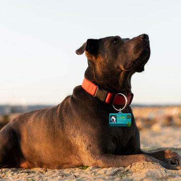 Tag de praia retangular para cachorro e gato