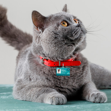 Medalha retangular Donuts para cachorro e gato