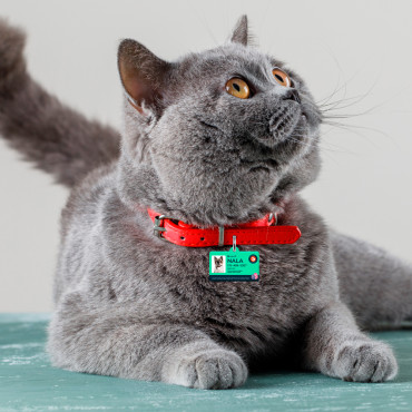 Medalha de Páscoa retangular para cão e gato