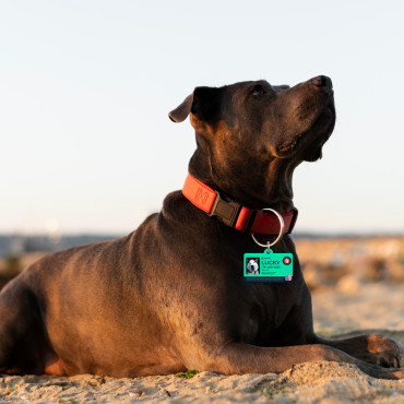 Medalha de Páscoa retangular para cão e gato